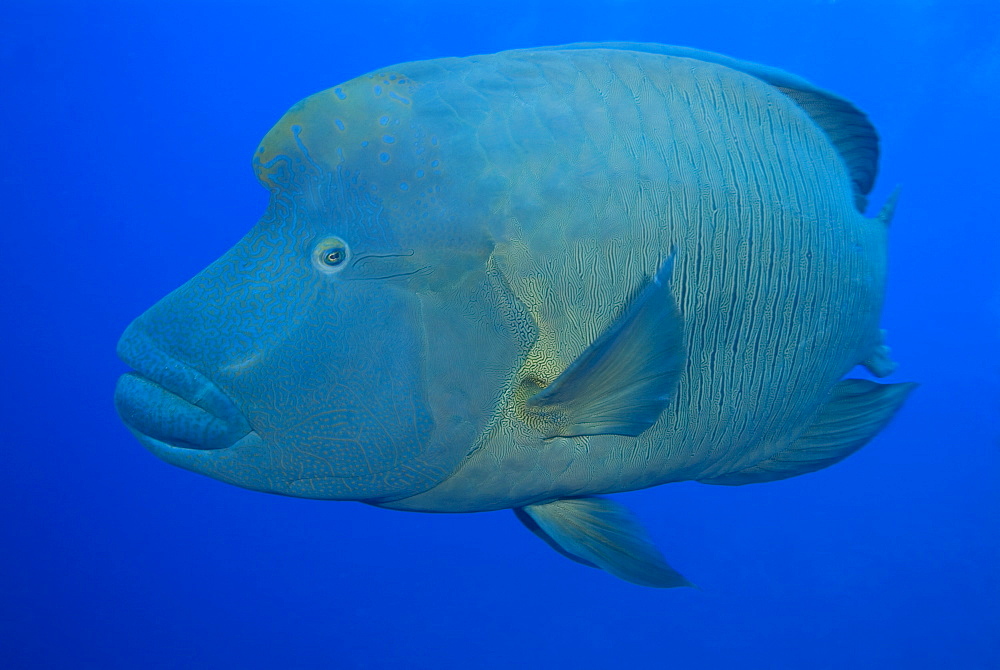 Napoleon Wrasse (Cheilinus undulatus). Red Sea.