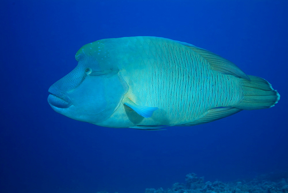 Napoleon Wrasse (Cheilinus undulatus). Red Sea.