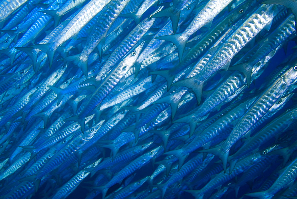 Blackfin Barracuda (Sphyraena qenie). Red Sea.