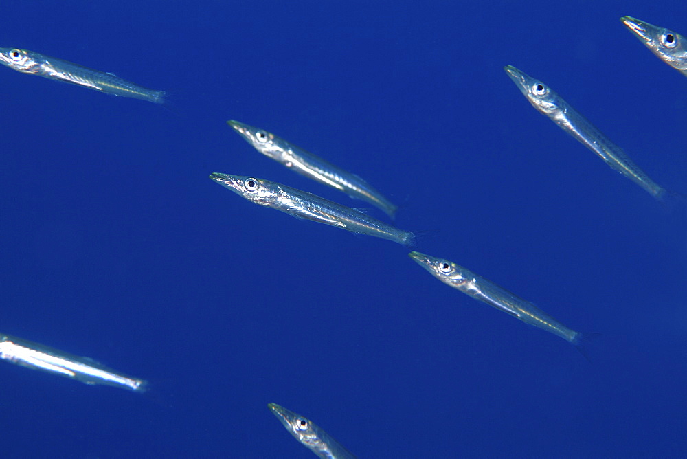 Juvenile Barracuda (Sphyraena Sp. ). Found amongst a dense school of Yellow Sweeper making use of the protection of a Redmouth Grouper, until their increasing size gave away their camouflage.Red Sea.