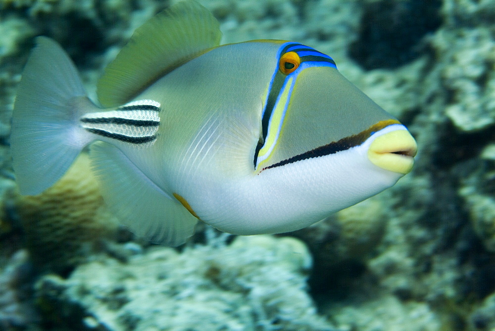 Picasso Triggerfish (Rhinecanthus assasi). Red Sea.