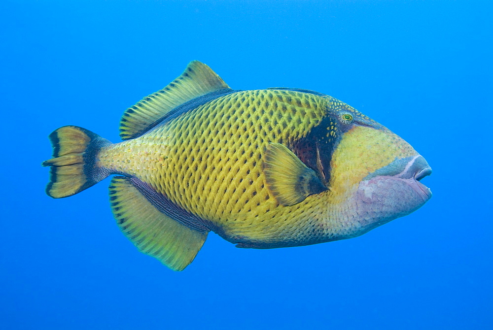 Titan Triggerfish (Balistoides viridescens). The largest of the triggerfish family and often aggressive when approached especially whilst nesting.Red Sea.