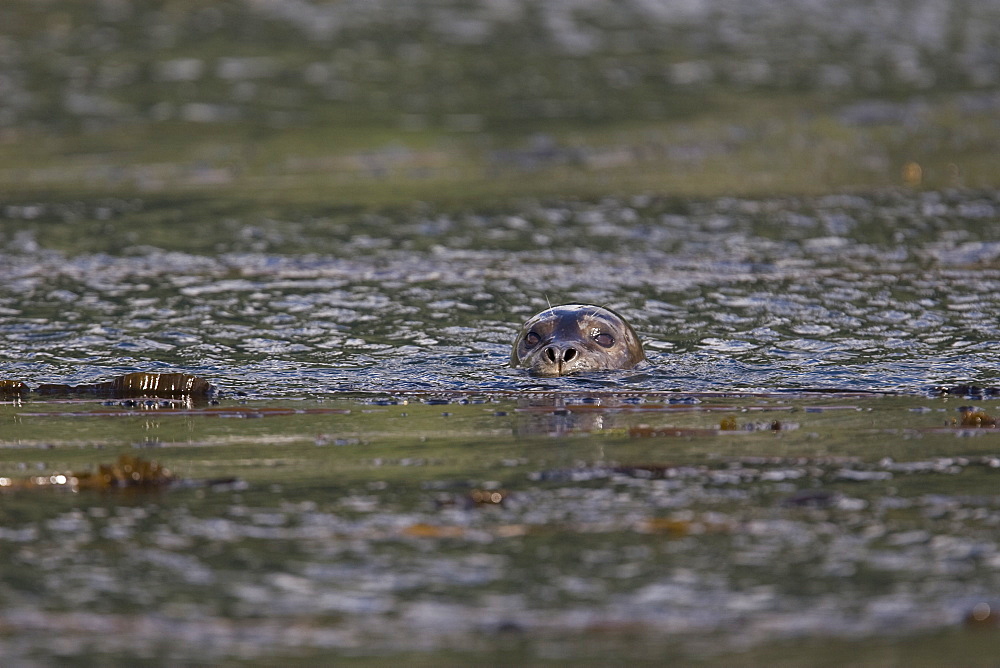 Adult harbor seal (Phoca vitulina) swimming amongst the kelp in Takatz Bay on Baranof Island, Southeast Alaska.