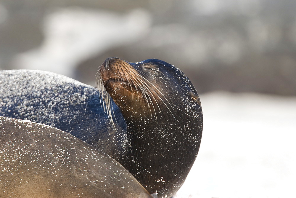 Galapagos sea lion (Zalophus wollebaeki) in Gardner Bay on Espanola Island in the Galapagos Island roup, Ecuador. Pacific Ocean.