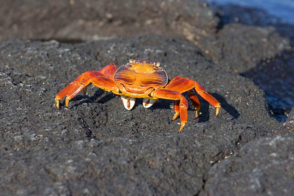 Sally lightfoot crab (Grapsus grapsus) in the litoral of the Galapagos Island Archipeligo, Ecuador.