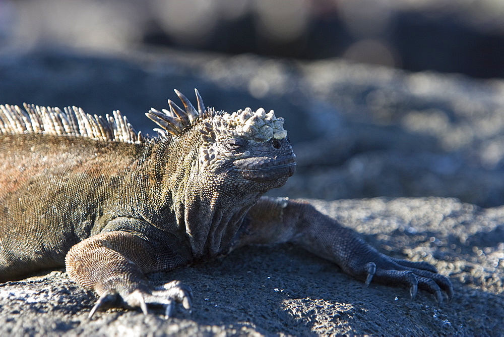 The endemic marine iguana (Amblyrhynchus cristatus) in the Galapagos Island Group, Ecuador