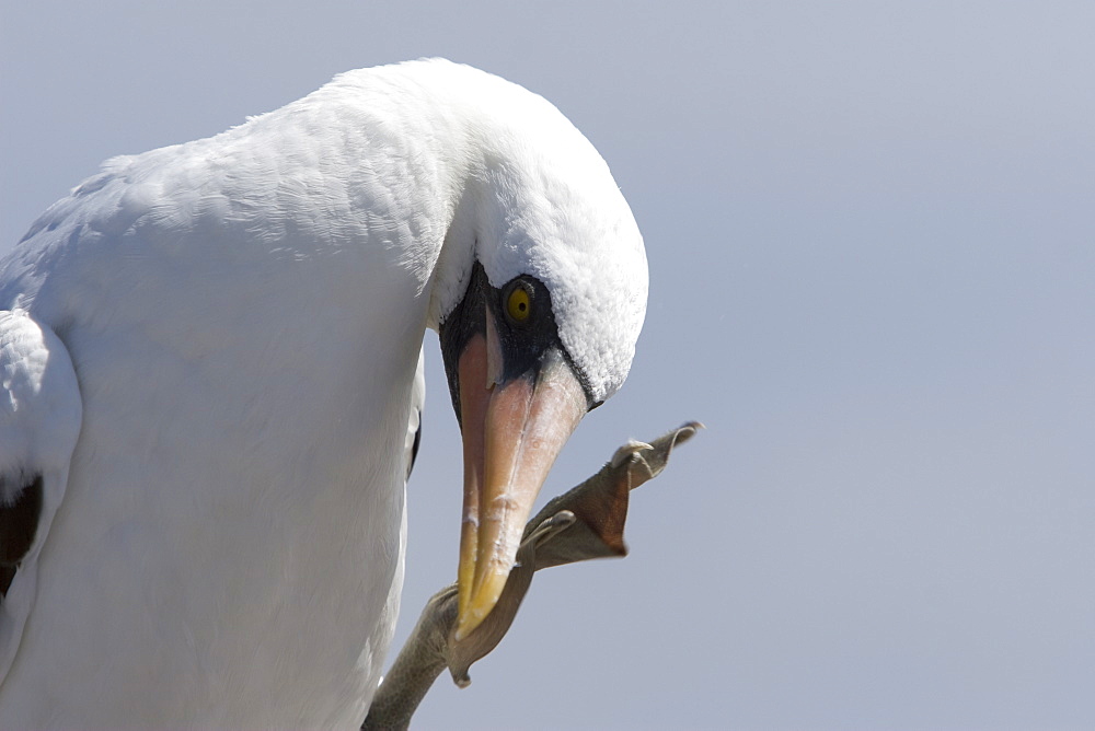 Adult Nazca booby (Sula grantii) nesting site on Espanola Island in the Galapagos Island Group, Ecuador. Pacific Ocean.