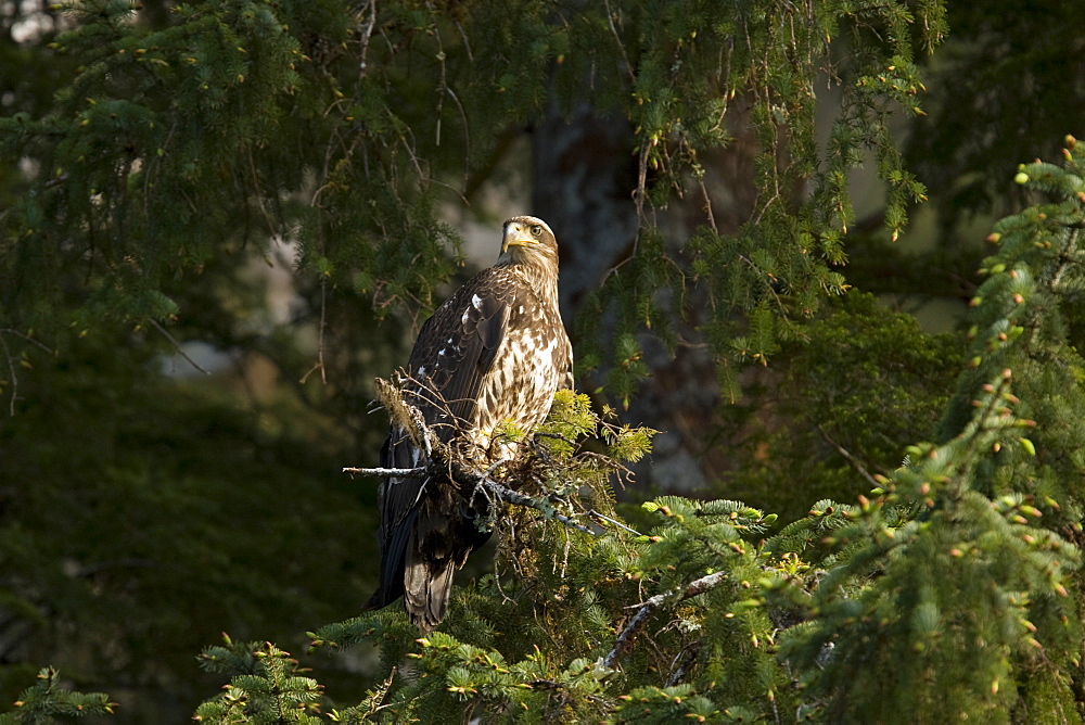 Juvenile bald eagle (Haliaeetus leucocephalus) in Takatz Bay on Baranof Island, Southeast Alaska, USA