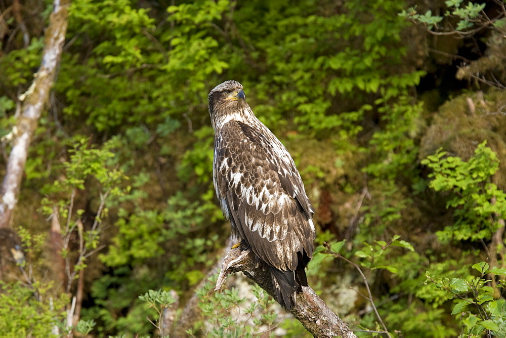 Juvenile bald eagle (Haliaeetus leucocephalus) in Takatz Bay on Baranof Island, Southeast Alaska, USA