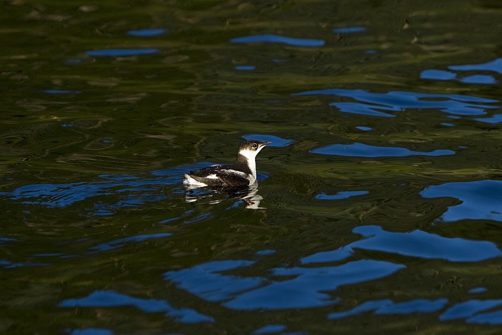 Juvenile marbled murrelet (Brachyramptus marmoratus) foraging in Takatz Bay on Baranof Island in Southeast Alaska, USA. Pacific Ocean.