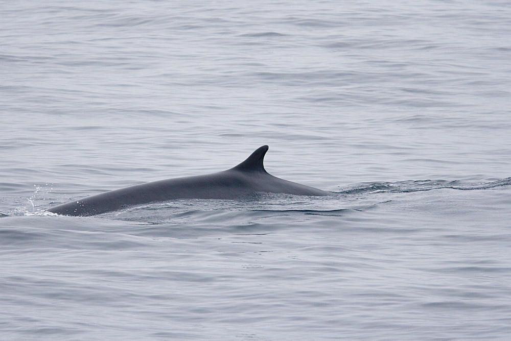 Adult fin whale (Balaenoptera physalus) sub-surface feeding in the rich waters off the continental shelf just south of Bear Island (BjÂ¯rnÂ¯ya) in the Barents Sea, Norway.