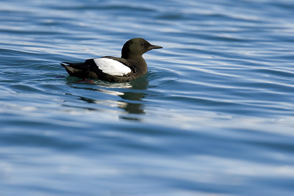 Adult black guillemot (Cepphus grylle) in summer plumage in the Svalbard Archipelago in the Barents Sea, Norway.