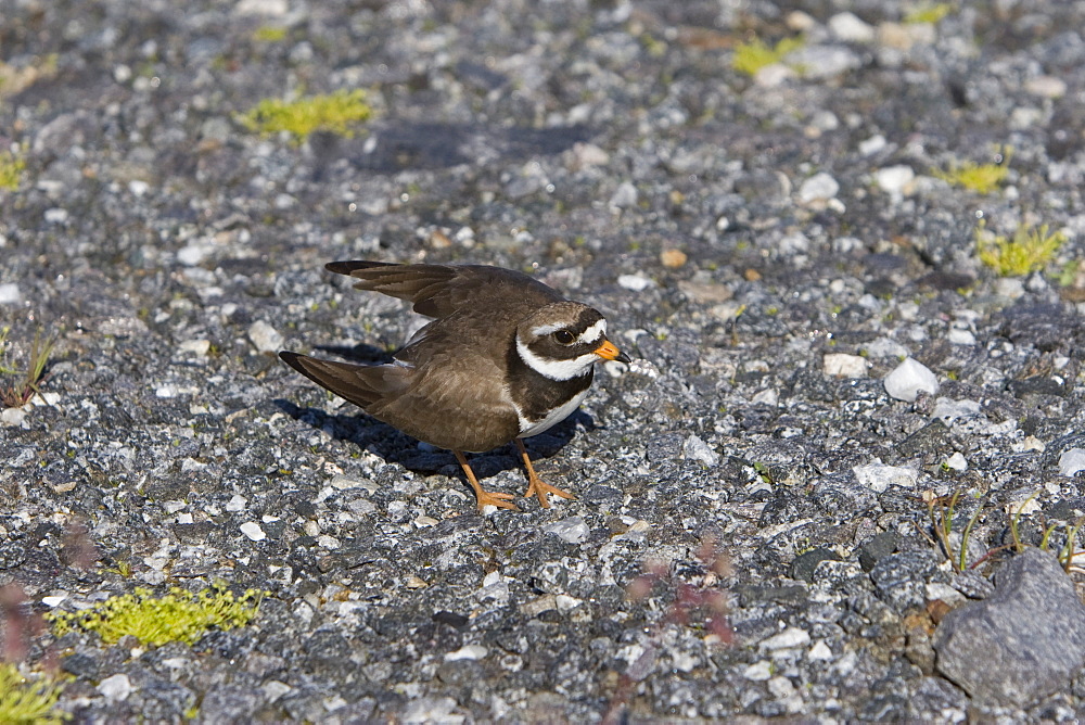 Adult ringed plover (Charadrius hiaticula) faking a broken wing in order to divert attention away from it's nest on the ground. Lovund, Norway in the Norwegian Sea.