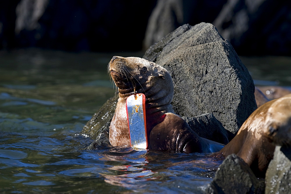 Northern (Steller) sea lion (Eumetopias jubatus) colony on sail rock in Frederick Sound, southeastern Alaska