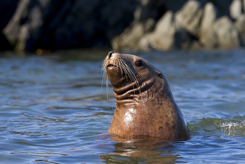 Northern (Steller) sea lion (Eumetopias jubatus) colony on sail rock in Frederick Sound, southeastern Alaska