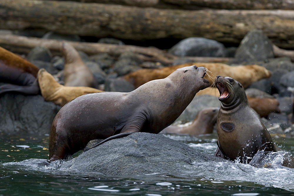 Northern (Steller) sea lion (Eumetopias jubatus) colony on sail rock in Frederick Sound, southeastern Alaska