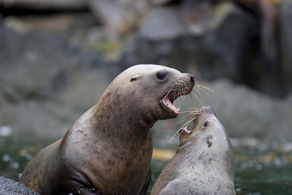 Northern (Steller) sea lion (Eumetopias jubatus) colony on sail rock in Frederick Sound, southeastern Alaska