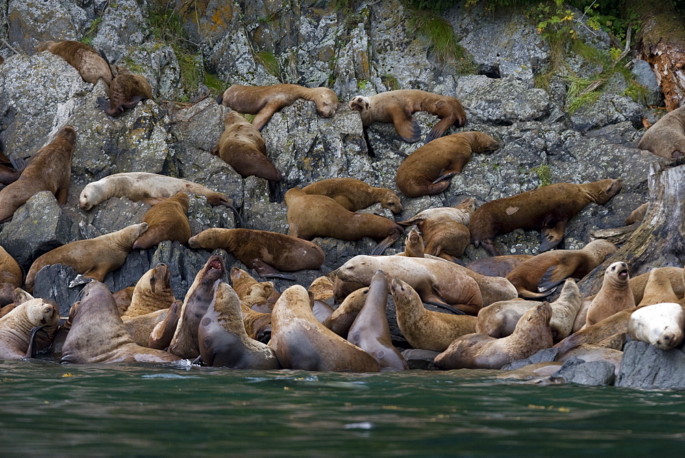 Northern (Steller) sea lion (Eumetopias jubatus) colony on sail rock in Frederick Sound, southeastern Alaska