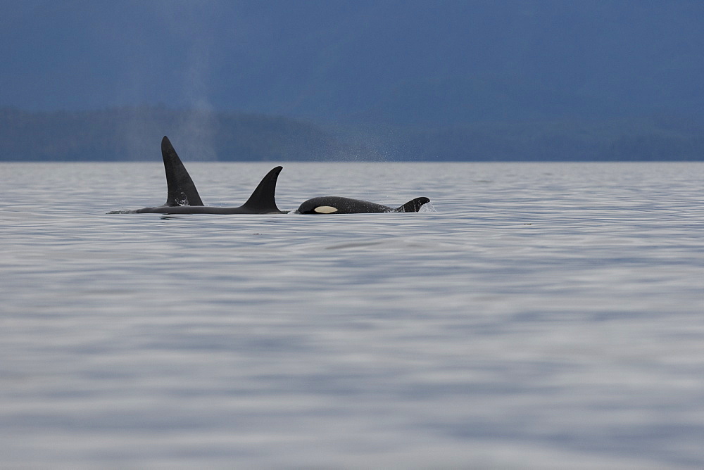 A pod of 6 Orcas (Orcinus orca) encountered off Sail Island and followed until McDonald Rocks in Frederick Sound, Southeast Alaska