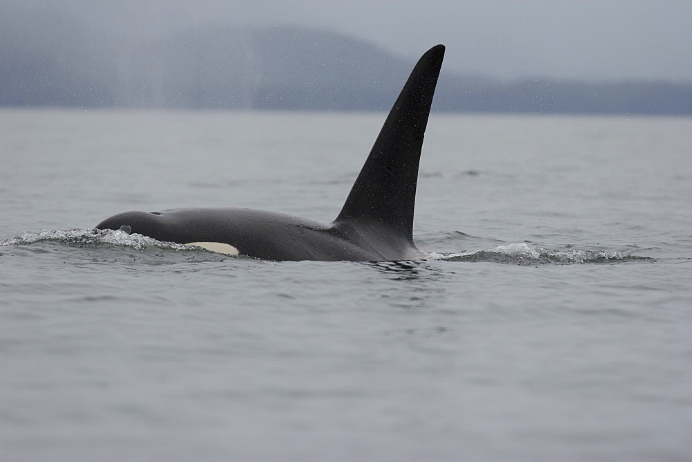 A pod of 6 Orcas (Orcinus orca) encountered off Sail Island and followed until McDonald Rocks in Frederick Sound, Southeast Alaska