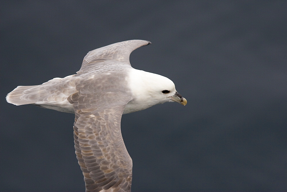 Northern fulmar (Fulmarus glacialis) on the wing in the Barents Sea south of Bear Island (BjÂ¯rnÂ¯ya) just off the continental shelf.