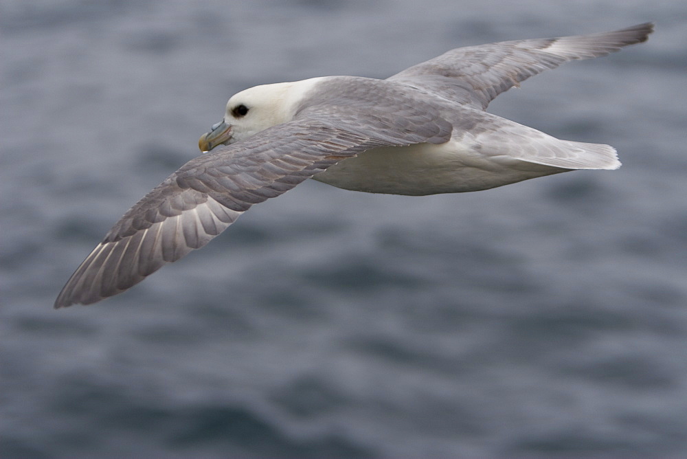 Northern fulmar (Fulmarus glacialis) on the wing in the Barents Sea south of Bear Island (BjÂ¯rnÂ¯ya) just off the continental shelf.