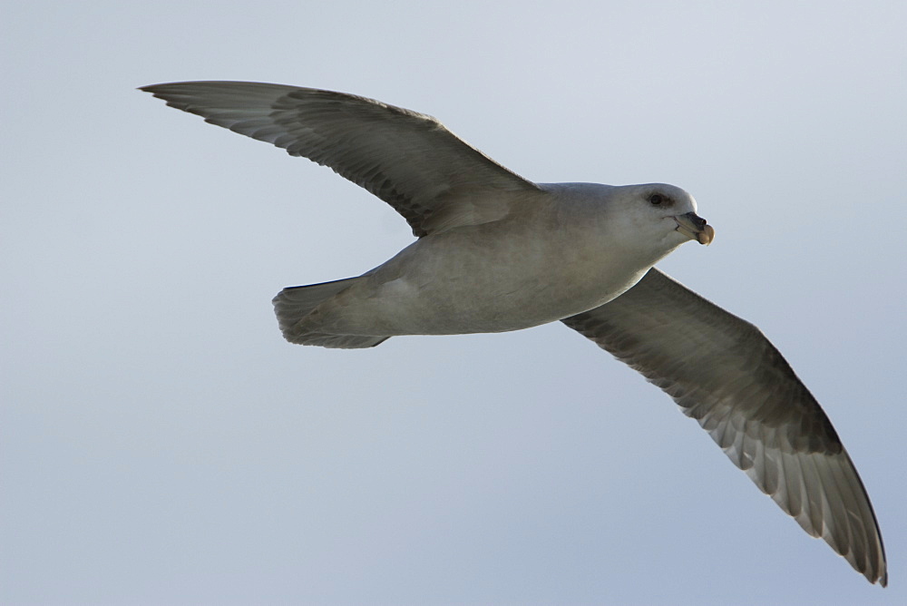 Northern fulmar (Fulmarus glacialis) on the wing in the Barents Sea in the Svalbard Archipelago, Norway.