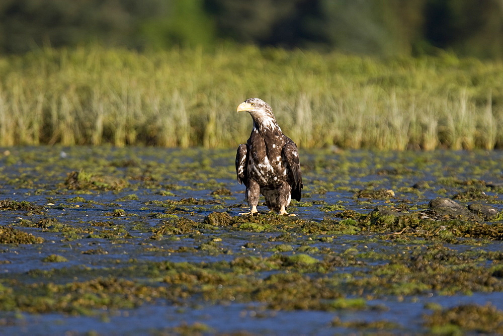 A juvenile bald eagle (Haliaeetus leucocephalus) scavenging a salmon carcass in Windham Bay on the Alaskan coast in Southeast Alaska, USA