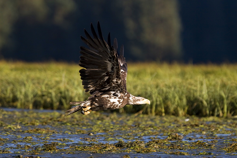 A juvenile bald eagle (Haliaeetus leucocephalus) scavenging a salmon carcass in Windham Bay on the Alaskan coast in Southeast Alaska, USA