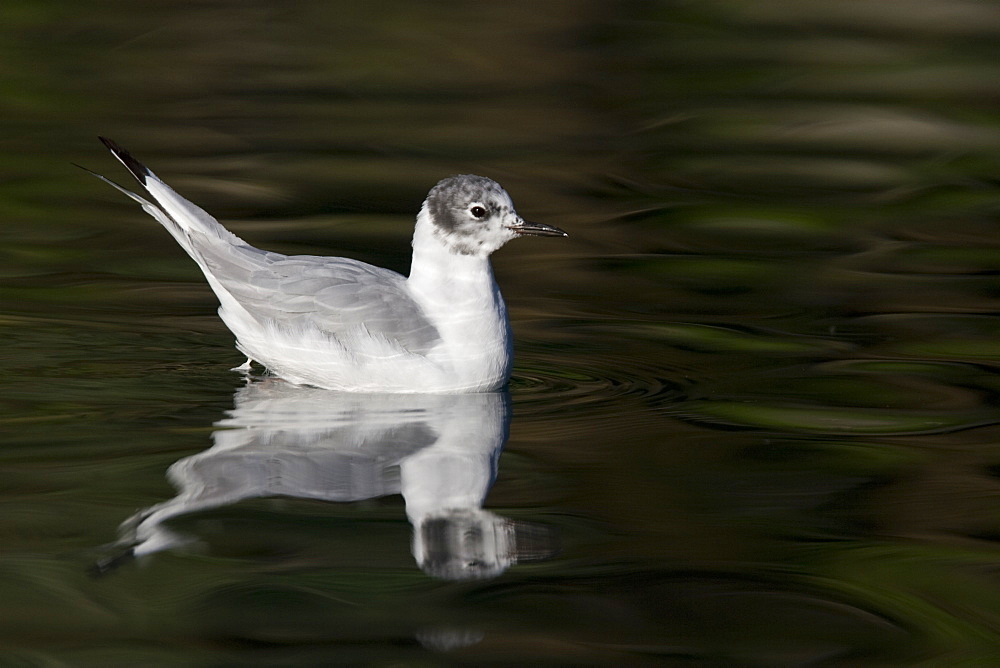 First summer coloration Bonaparte's gull (Larus philadelphia) in the calm waters of Takatz Bay on Baranof Island in Southeastern Alaska, USA. Pacific Ocean.