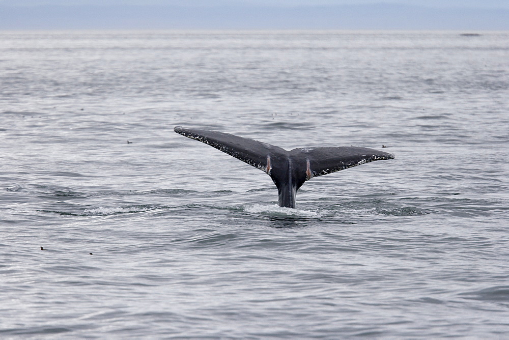 Adult humpback whale (Megaptera novaeangliae) fluke-up dive in Chatham Strait, southeast Alaska, USA