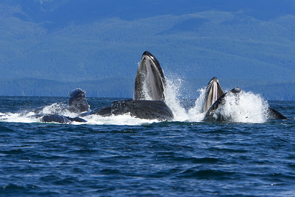 A group of adult humpback whales (Megaptera novaeangliae) co-operatively "bubble-net" feeding along the west side of Chatham Strait in Southeast Alaska, USA