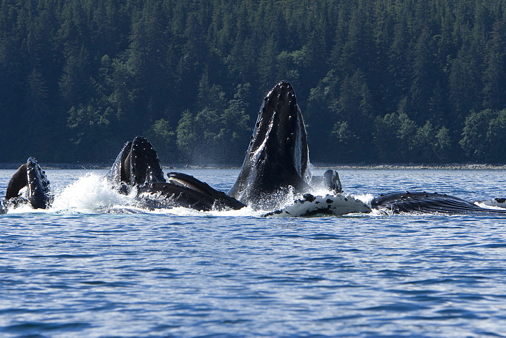 A group of adult humpback whales (Megaptera novaeangliae) co-operatively "bubble-net" feeding along the west side of Chatham Strait in Southeast Alaska, USA