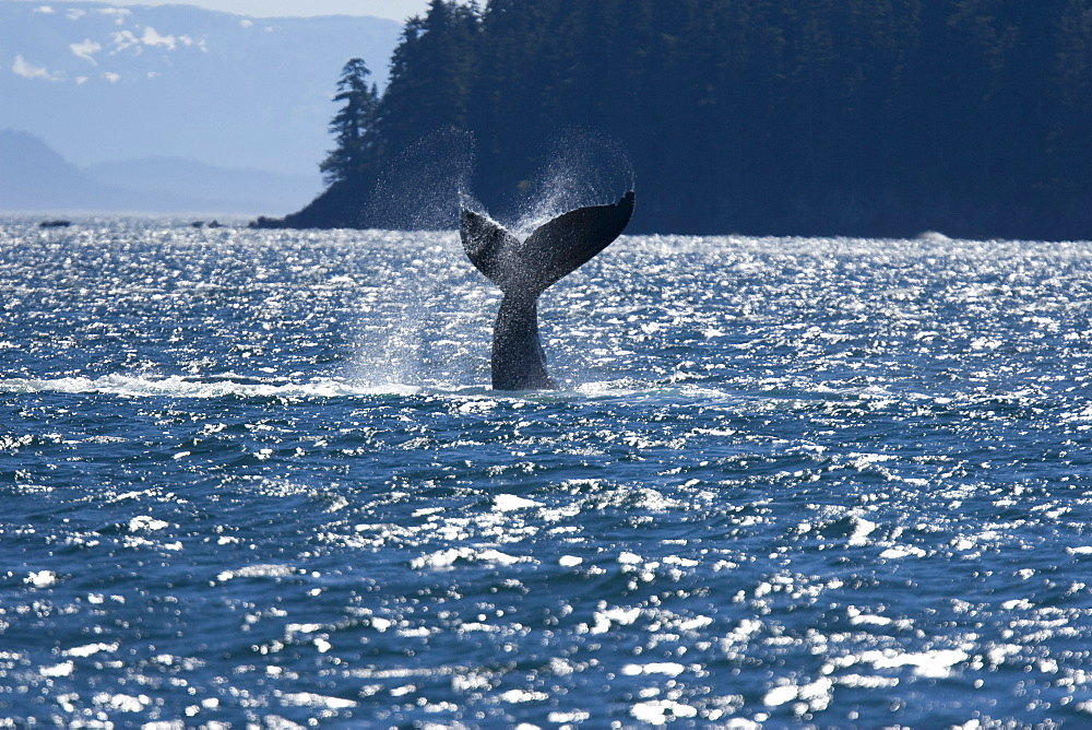 Adult humpback whale (Megaptera novaeangliae) tail-slapping in Chatham Strait, southeast Alaska, USA.