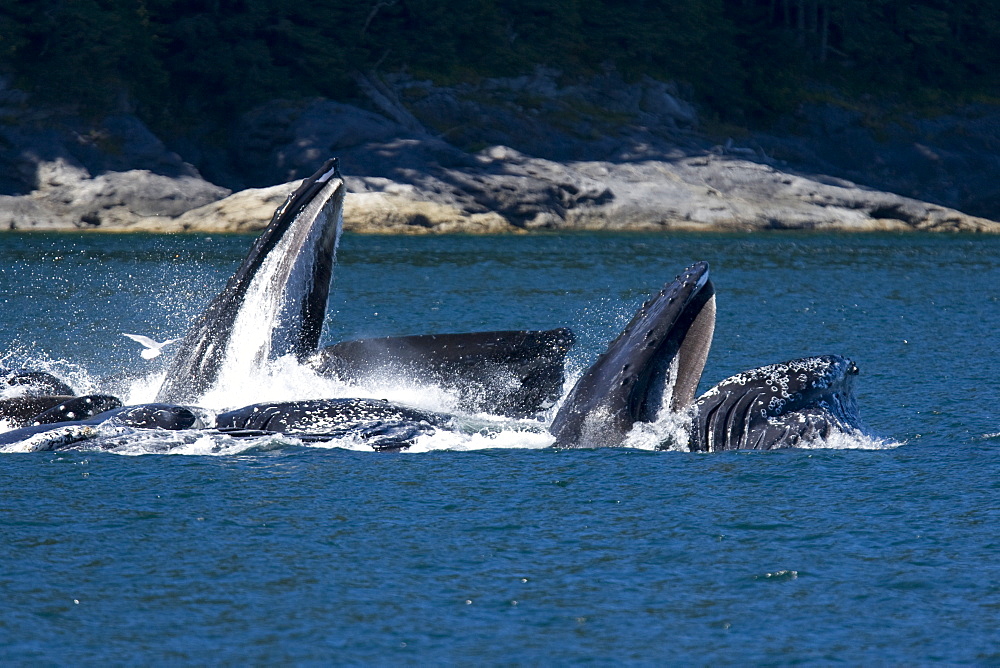 A group of adult humpback whales (Megaptera novaeangliae) co-operatively "bubble-net" feeding along the west side of Chatham Strait in Southeast Alaska, USA