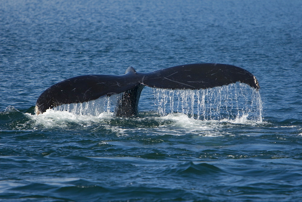 Adult humpback whale (Megaptera novaeangliae) fluke-up dive in Chatham Strait, southeast Alaska, USA.