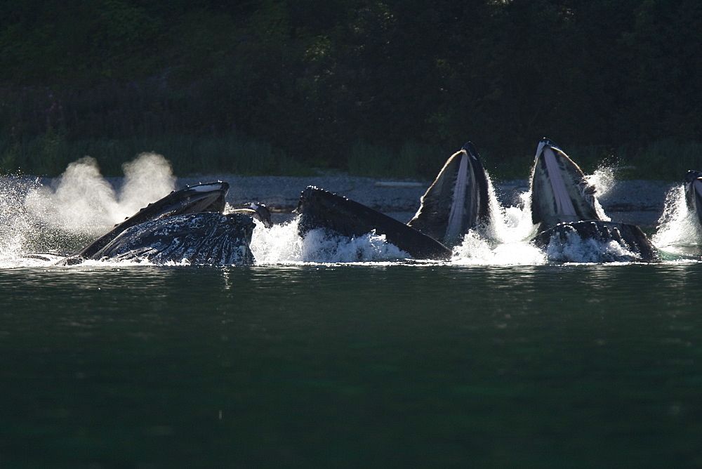 A group of adult humpback whales (Megaptera novaeangliae) co-operatively "bubble-net" feeding along the west side of Chatham Strait in Southeast Alaska, USA