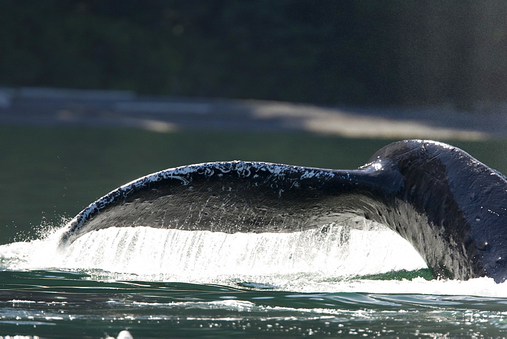 Adult humpback whale (Megaptera novaeangliae) fluke-up dive in Chatham Strait, southeast Alaska, USA.