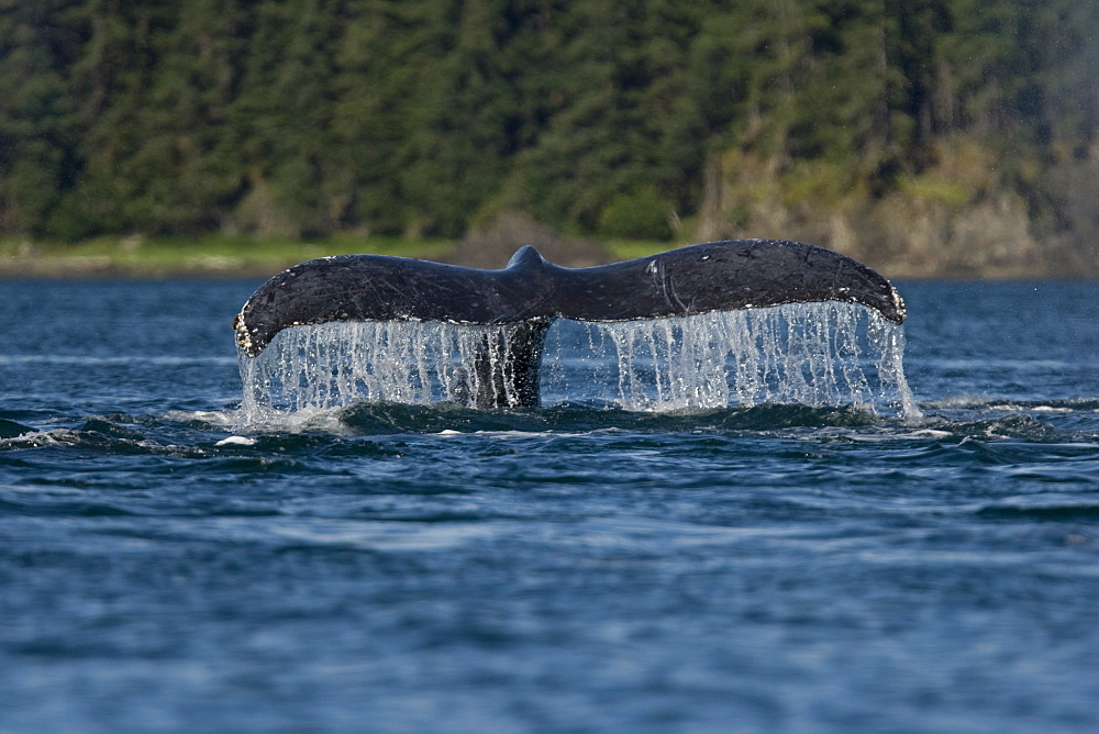 Adult humpback whale (Megaptera novaeangliae) fluke-up dive in Chatham Strait, southeast Alaska, USA.