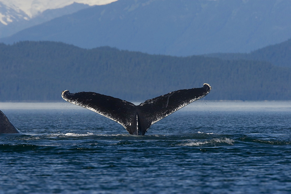 Adult humpback whale (Megaptera novaeangliae) fluke-up dive in Chatham Strait, southeast Alaska, USA.