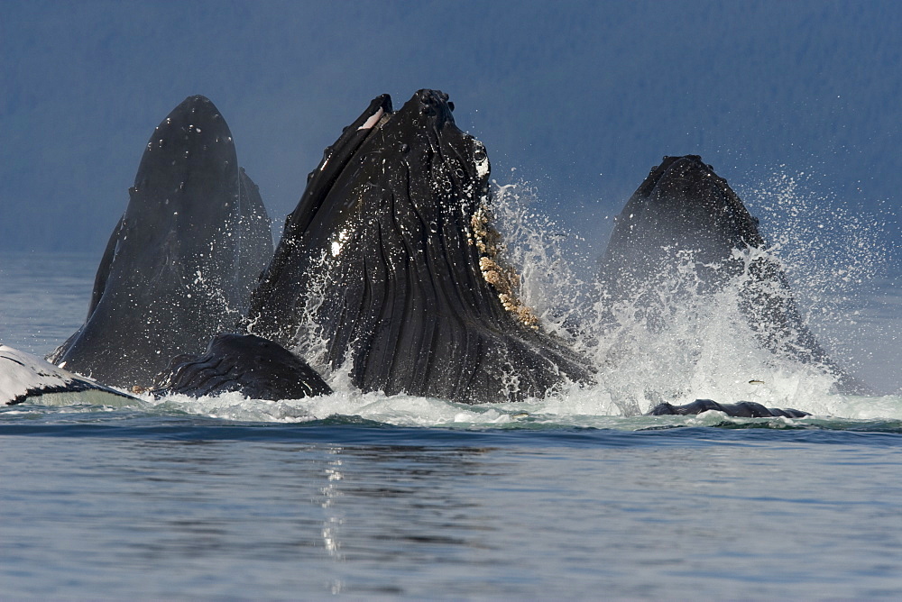 A group of adult humpback whales (Megaptera novaeangliae) co-operatively "bubble-net" feeding along the west side of Chatham Strait in Southeast Alaska, USA