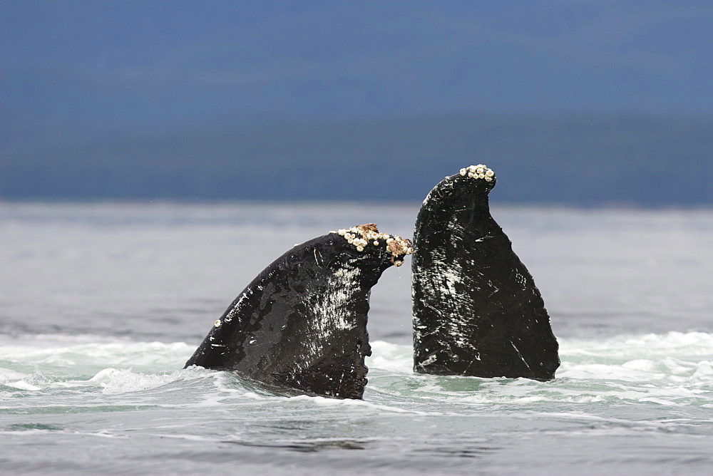 A group of adult humpback whales (Megaptera novaeangliae) co-operatively "bubble-net" feeding along the west side of Chatham Strait in Southeast Alaska, USA. Pacific Ocean. 