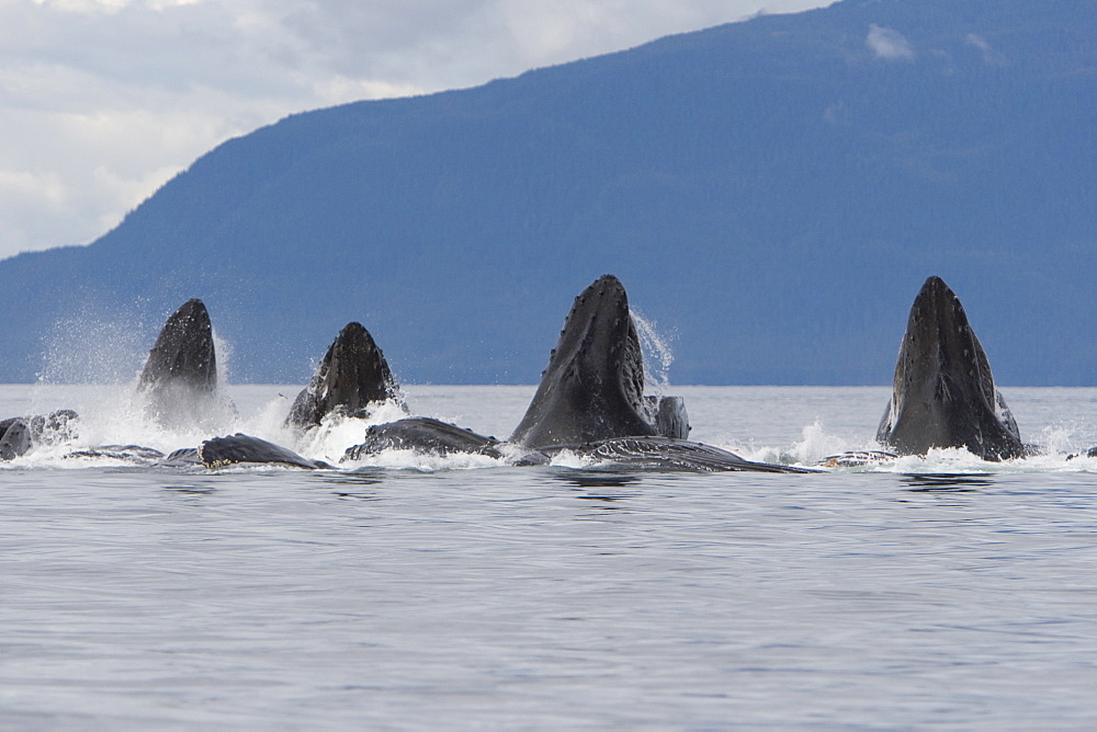 A group of adult humpback whales (Megaptera novaeangliae) co-operatively "bubble-net" feeding along the west side of Chatham Strait in Southeast Alaska, USA. Pacific Ocean. 