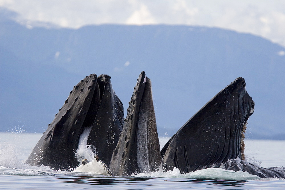 A group of adult humpback whales (Megaptera novaeangliae) co-operatively "bubble-net" feeding along the west side of Chatham Strait in Southeast Alaska, USA. Pacific Ocean. 