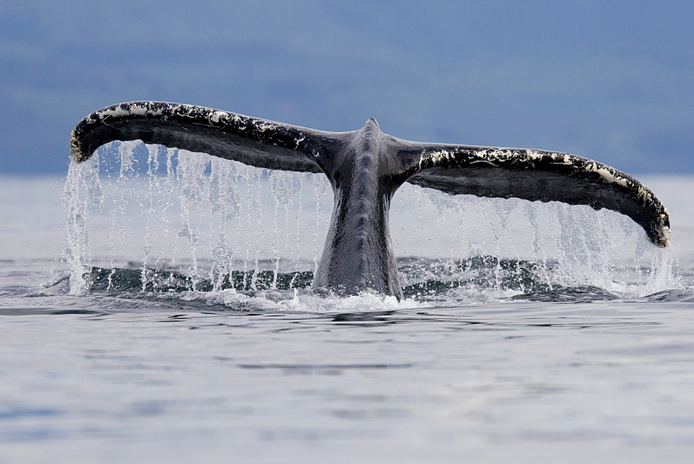 A group of adult humpback whales (Megaptera novaeangliae) co-operatively "bubble-net" feeding along the west side of Chatham Strait in Southeast Alaska, USA. Pacific Ocean. 