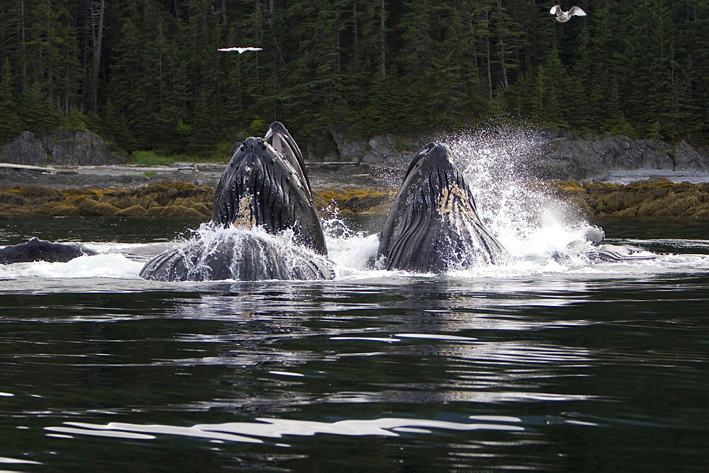 A group of adult humpback whales (Megaptera novaeangliae) co-operatively "bubble-net" feeding along the west side of Chatham Strait in Southeast Alaska, USA. Pacific Ocean. 