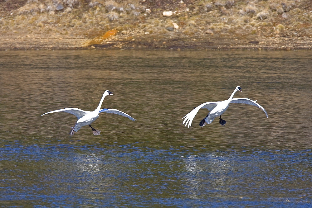 Adult trumpeter swans (Cygnus buccinator) taking off and landing on the Yellowstone River in Yellowstone National Park, Wyoming, USA.