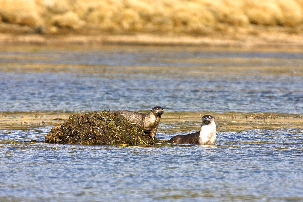 A family of river otters (Lontra canadensis) foraging in the Yellowstone River in Hayden Valley in Yellowstone National Park, Wyoming