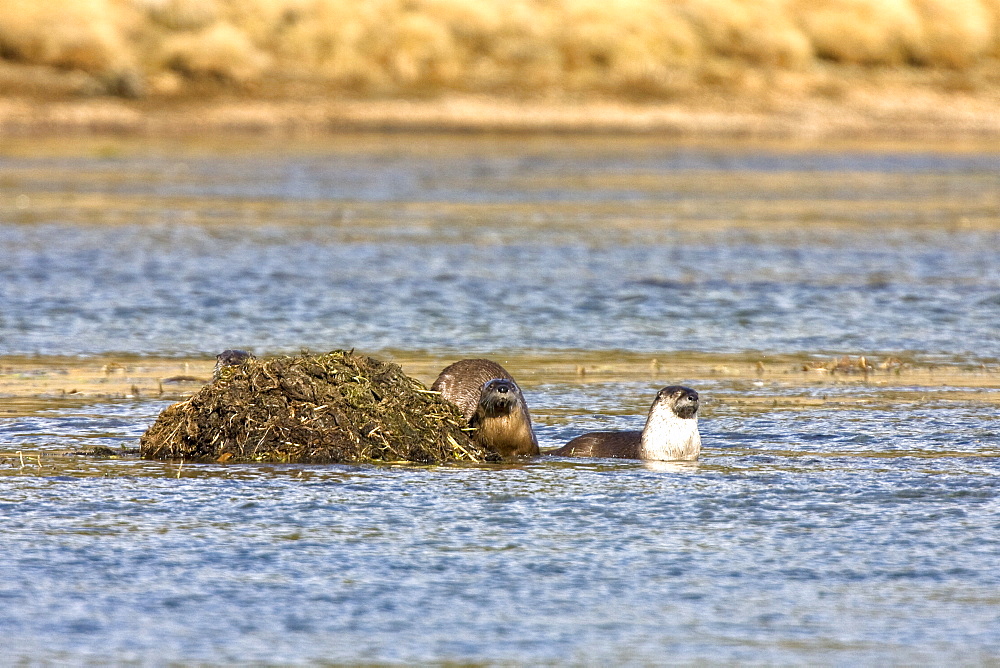 A family of river otters (Lontra canadensis) foraging in the Yellowstone River in Hayden Valley in Yellowstone National Park, Wyoming