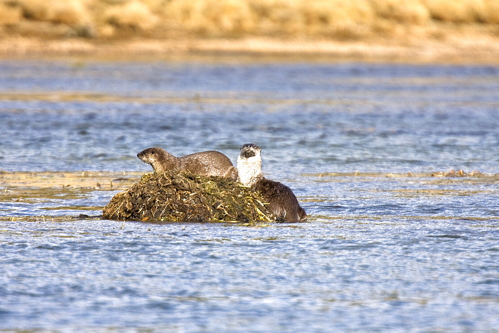 A family of river otters (Lontra canadensis) foraging in the Yellowstone River in Hayden Valley in Yellowstone National Park, Wyoming